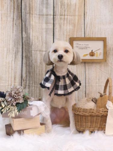 20241024ぽてとちゃん